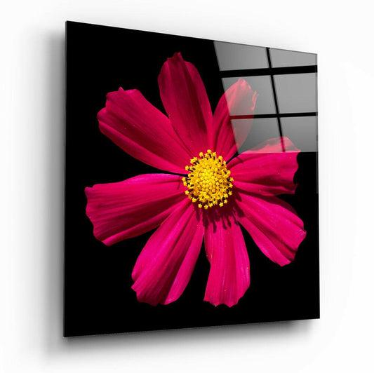 Angled perspective of magenta cosmos flower with yellow center on black background displayed as glass wall art panel with grid overlay.
