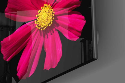 Magenta Cosmos Yellow Center Bloom Glass Wall Art