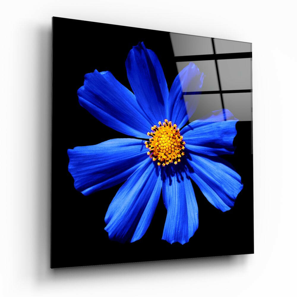 Cobalt Blue Cosmos With Yellow Center Glass Wall Art