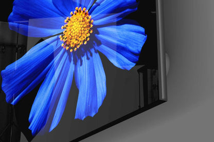 Cobalt Blue Cosmos With Yellow Center Glass Wall Art