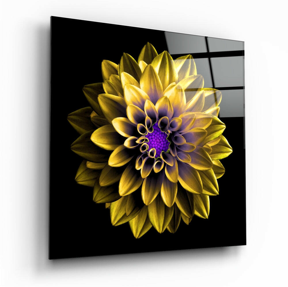Purple Centered Yellow Dahlia Flower Glass Wall Art