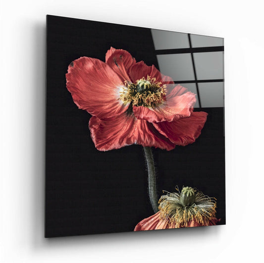 Red poppy flowers with golden centers displayed on black glass panel, viewed at an angle showing depth and reflection.