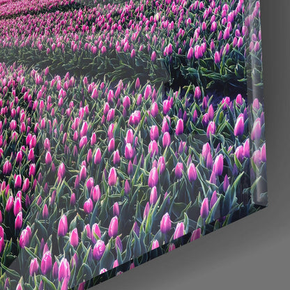 Angled perspective of glass wall art displaying a dense field of magenta tulips with green stems against a gray background.