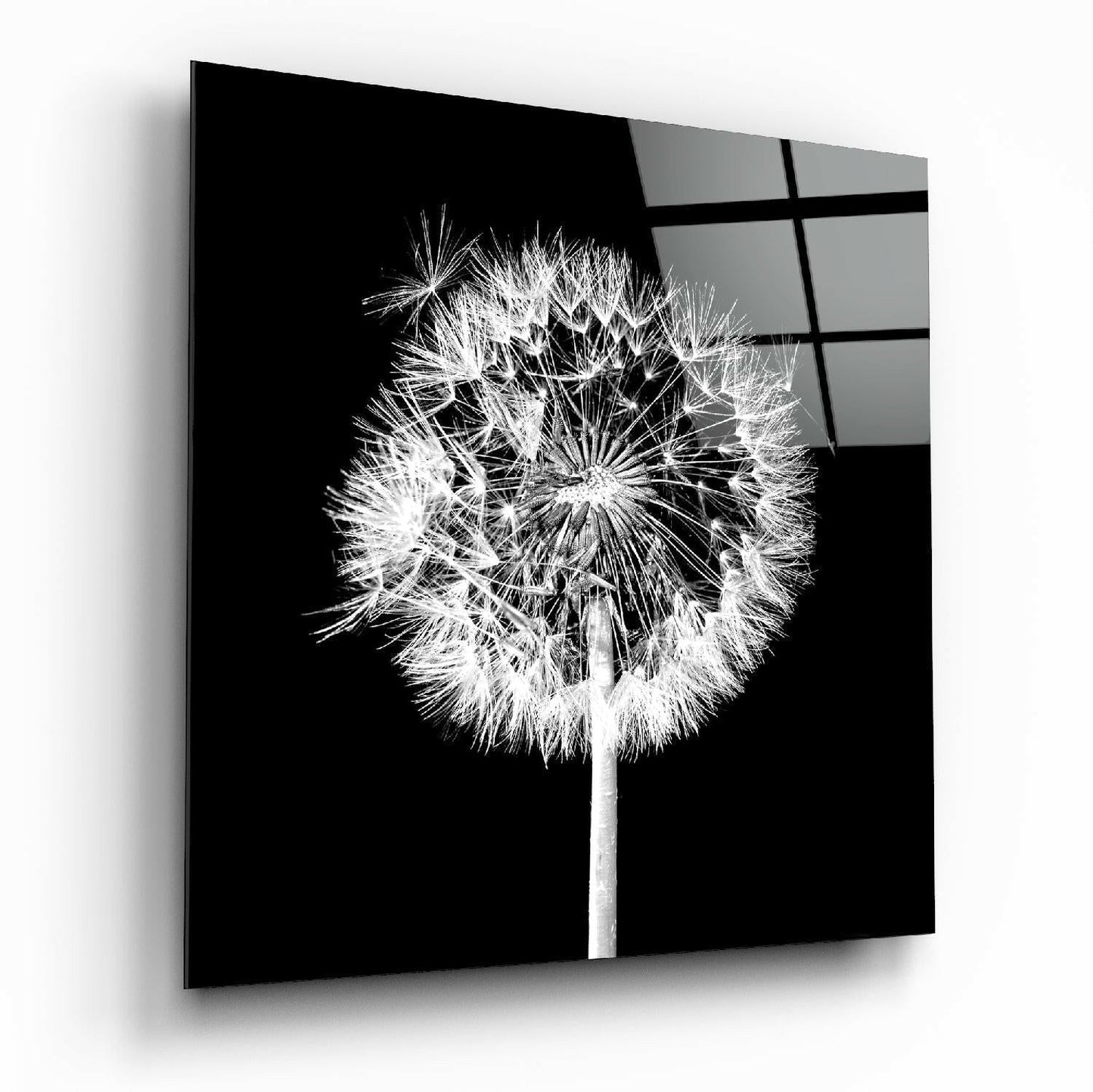 White Dandelion Black Square Glass Wall Art