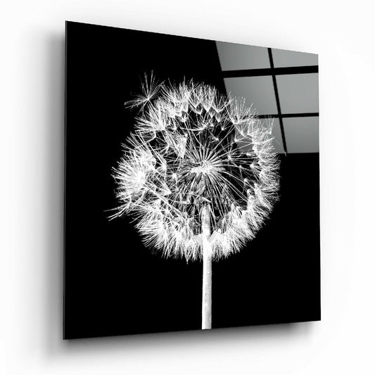 Black square glass wall art displaying a detailed white dandelion seed head against a dark background, shown at an angle.