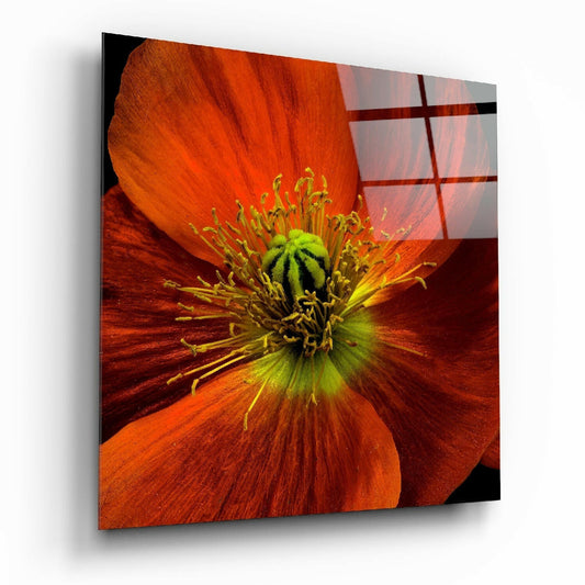 Close-up of vibrant orange poppy flower with yellow stamens and green center on glass panel, displayed at an angle.