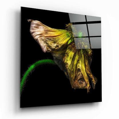Withered Green Poppy Glass Wall Art