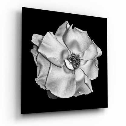 Monochrome White Rose Glass Wall Art