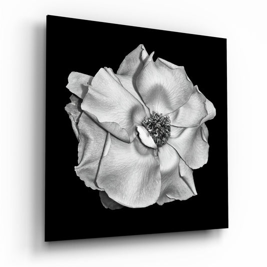 Black glass panel displaying a detailed black and white photograph of a fully bloomed rose with layered petals and visible center stamen.