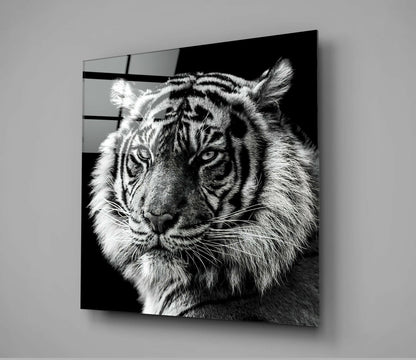 Black and white tiger portrait on glass wall art displaying intense forward gaze against dark background.