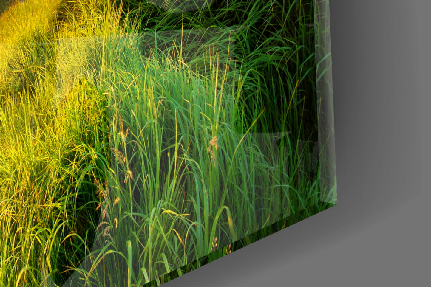 Sunburst Over Green Grass Ridge Glass Wall Art