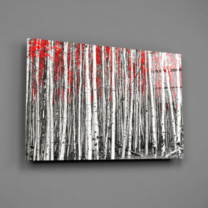 Wide Panoramic Birch Forest Red Treetops Glass Wall Art