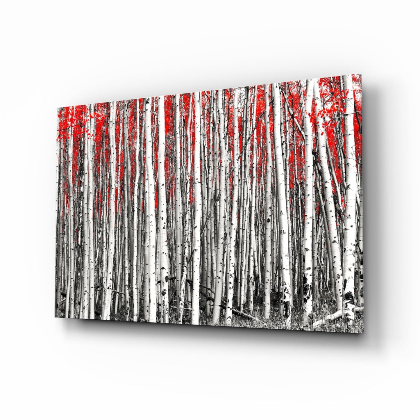 Wide Panoramic Birch Forest Red Treetops Glass Wall Art