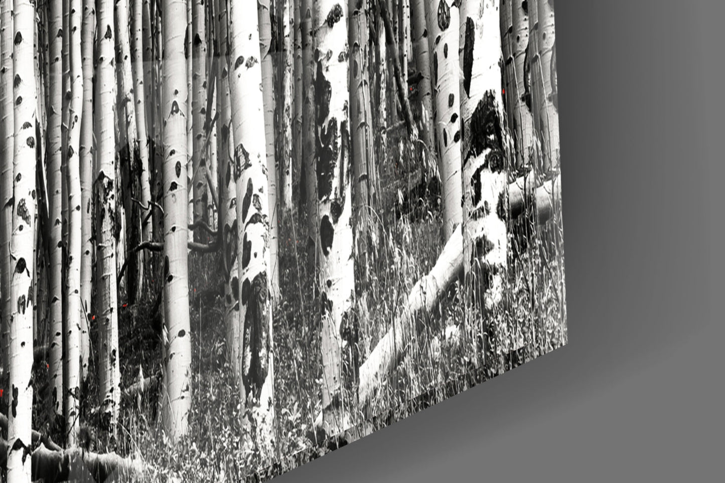 Wide Panoramic Birch Forest Red Treetops Glass Wall Art