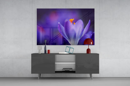 Purple Crocus Bloom Glass Wall Art