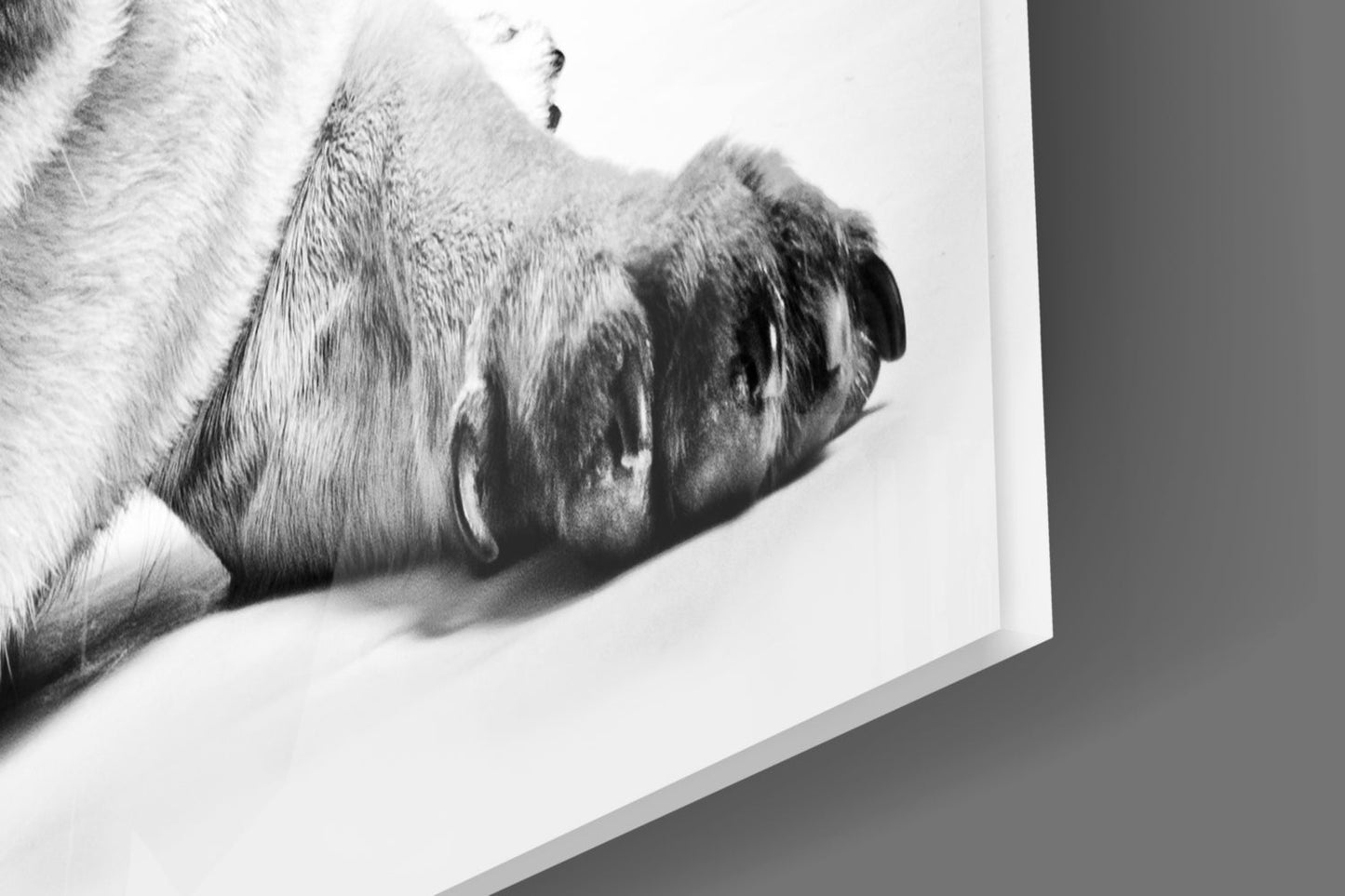 Pug Lying With Paws Forward Glass Wall Art
