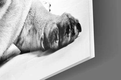 Pug Lying With Paws Forward Glass Wall Art