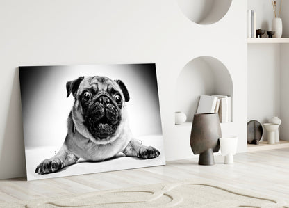 Pug Lying With Paws Forward Glass Wall Art