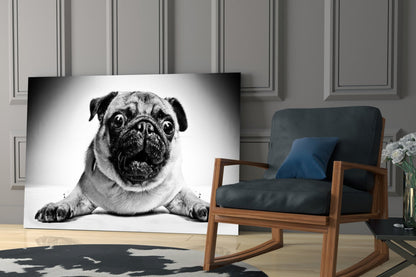 Pug Lying With Paws Forward Glass Wall Art