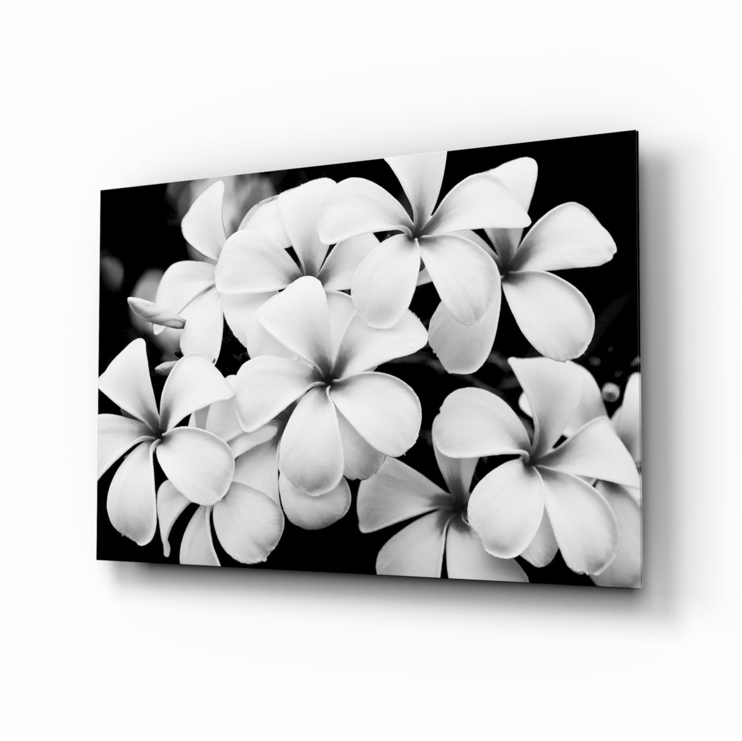 Monochrome Plumeria Cluster Glass Wall Art