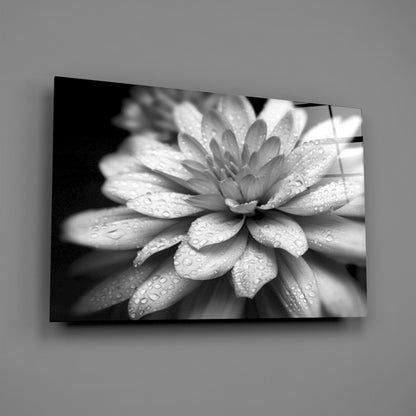 Dewy Gray Dahlia Macro Glass Wall Art