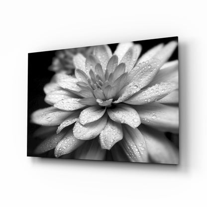 Dewy Gray Dahlia Macro Glass Wall Art