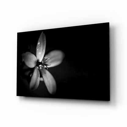 Dark Moody Dewdrop Flower Glass Wall Art