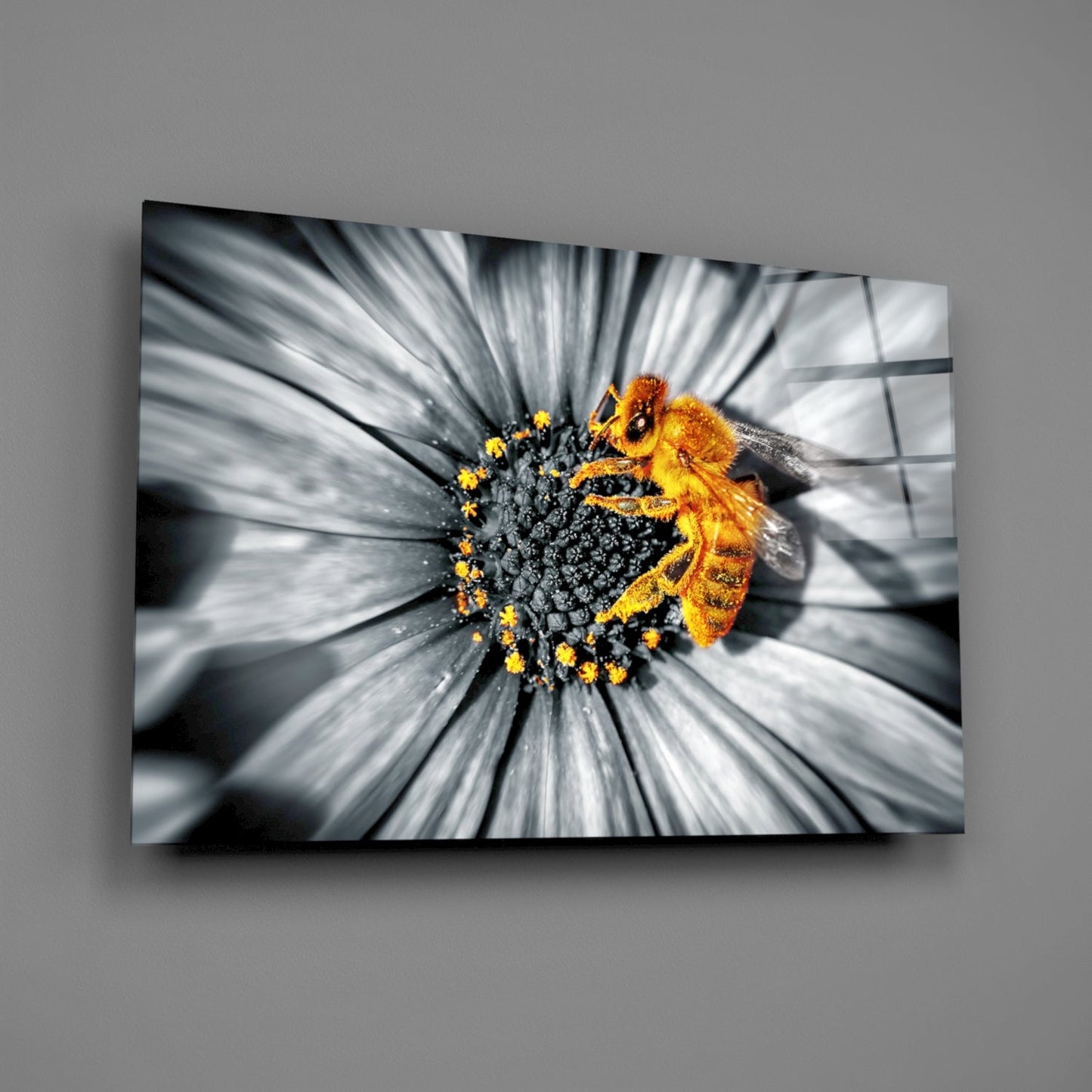 Honey bee covered in yellow pollen on monochrome daisy flower with selective color glass wall art displayed at angle.