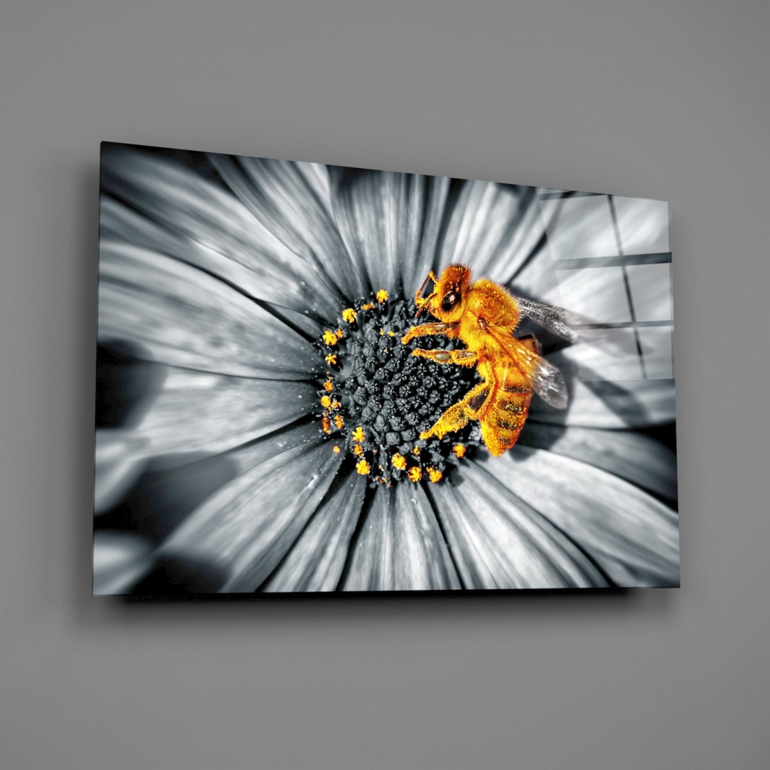 Honey bee covered in yellow pollen on monochrome daisy flower with selective color glass wall art displayed at angle.