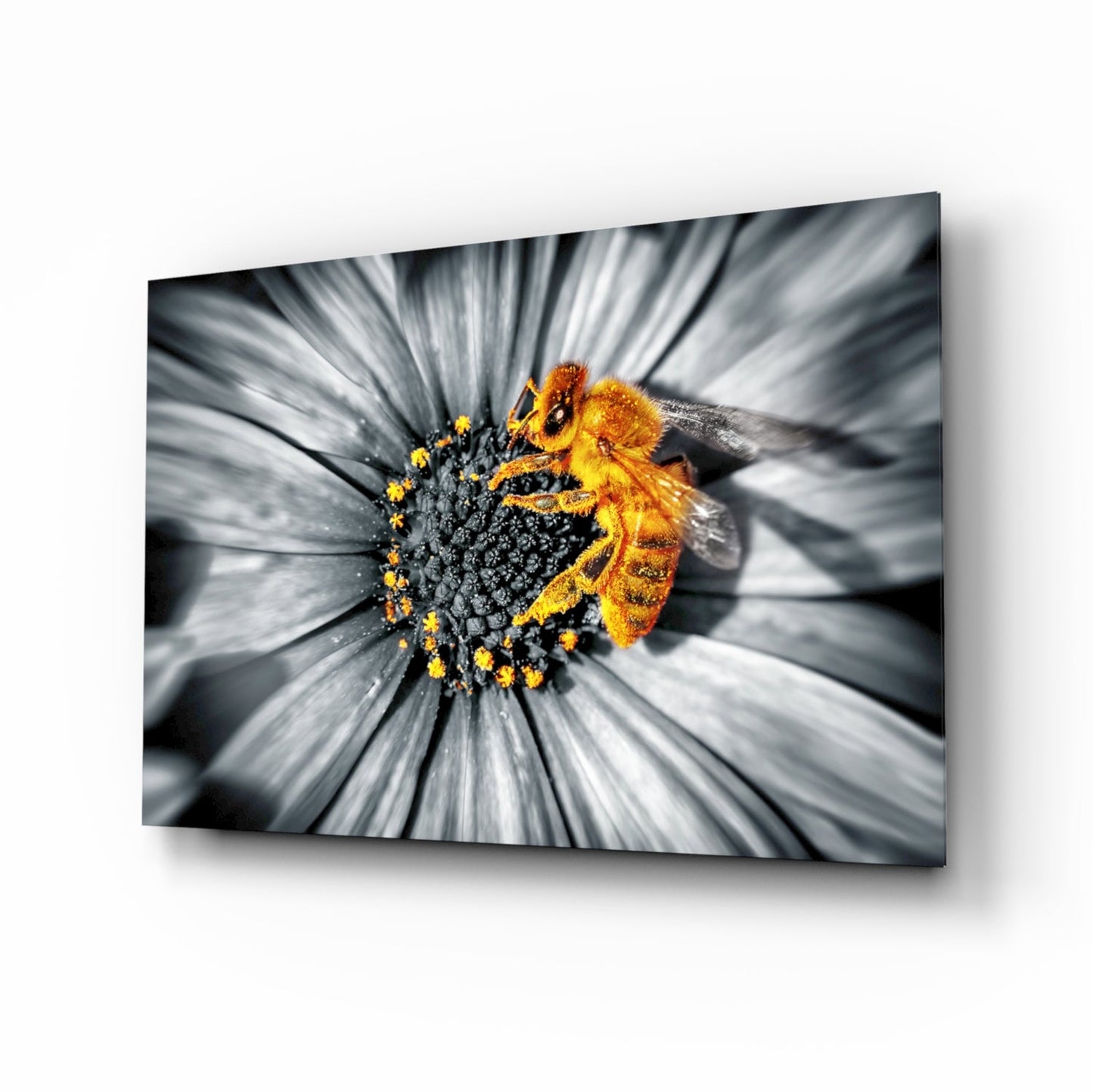 A vibrant honey bee covered in yellow pollen feeds on a white daisy flower with desaturated petals, displayed on glass wall art.
