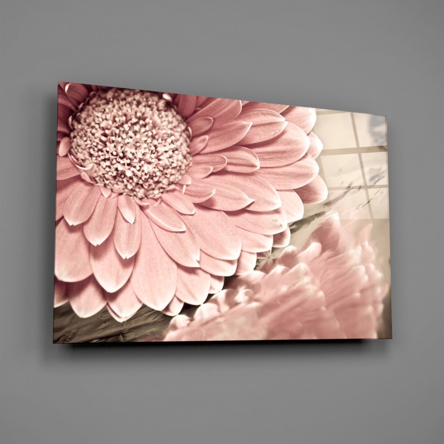 Blush Gerbera Daisy Macro Glass Wall Art
