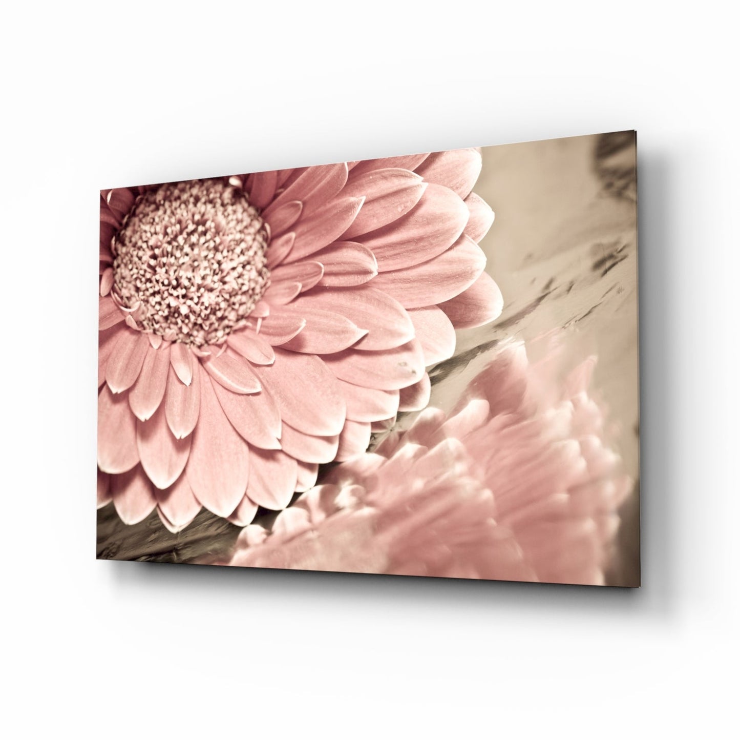 Blush Gerbera Daisy Macro Glass Wall Art