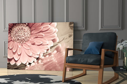 Blush Gerbera Daisy Macro Glass Wall Art