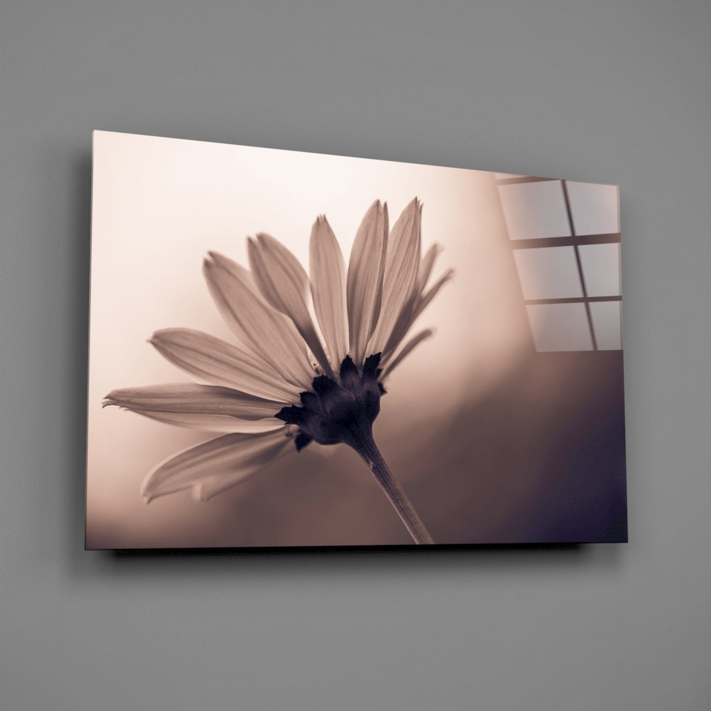 Sepia Backlit Daisy Silhouette Glass Wall Art
