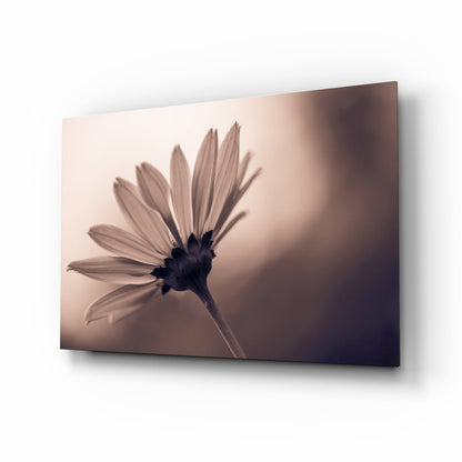 Sepia Backlit Daisy Silhouette Glass Wall Art