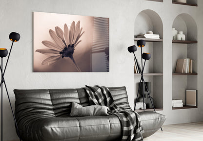 Sepia Backlit Daisy Silhouette Glass Wall Art