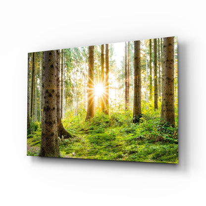 Sunrays Through Forest Trees Glass Wall Art