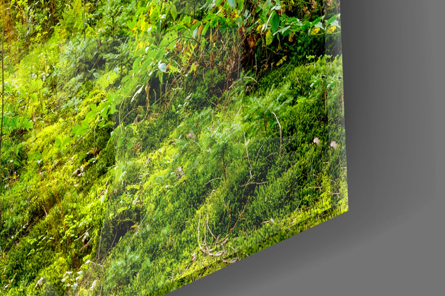 Sunrays Through Forest Trees Glass Wall Art