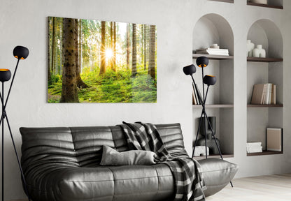 Sunrays Through Forest Trees Glass Wall Art