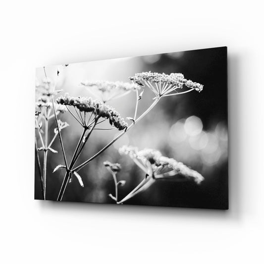 Black and white photograph of frost-covered wildflower seed heads displayed as a glass wall panel, angled perspective with blurred background.
