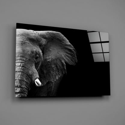 Dramatic Black Background Elephant Glass Wall Art