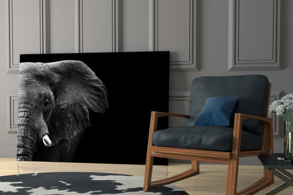 Dramatic Black Background Elephant Glass Wall Art