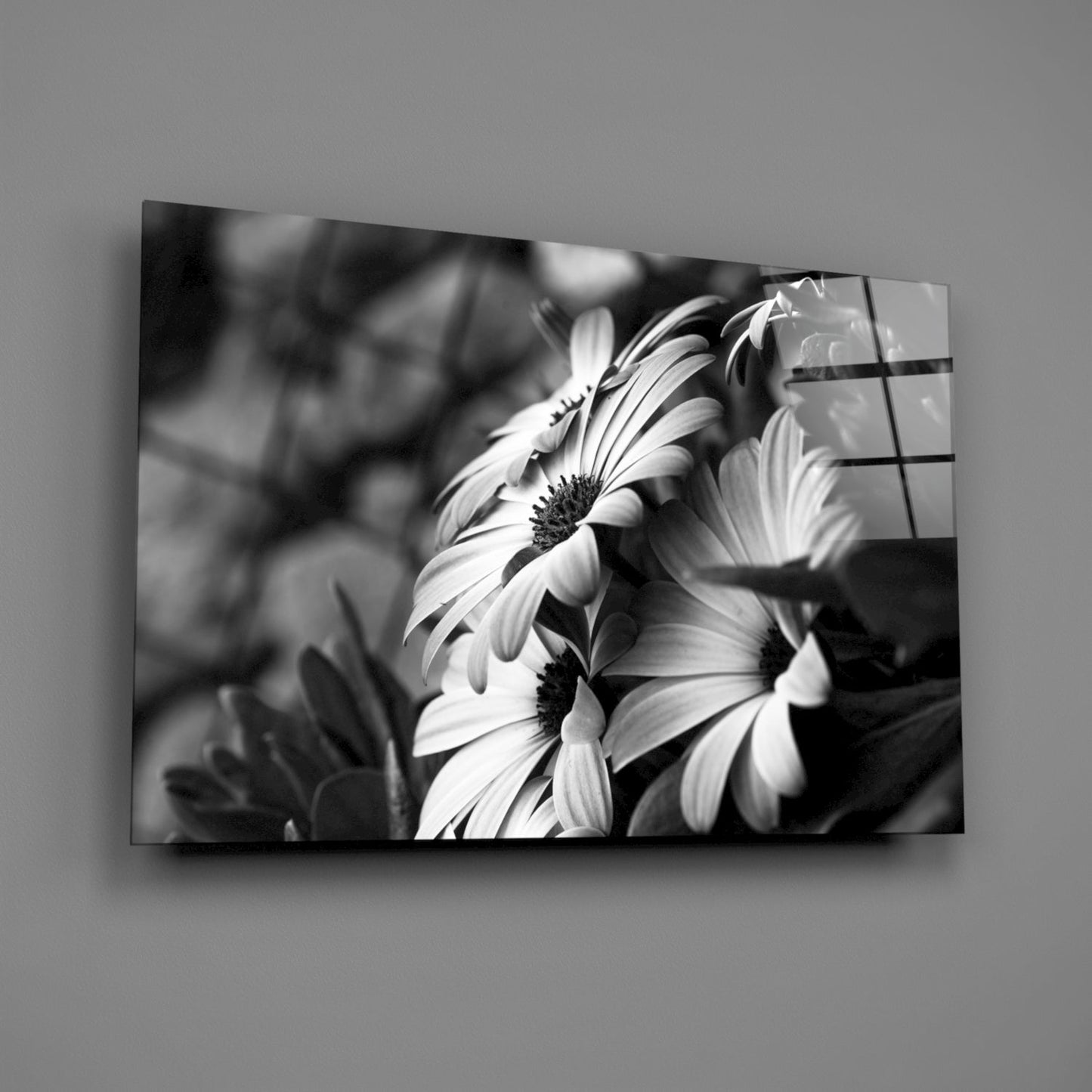 Black and white photograph of daisies with dark centers printed on glass panel mounted on gray wall.