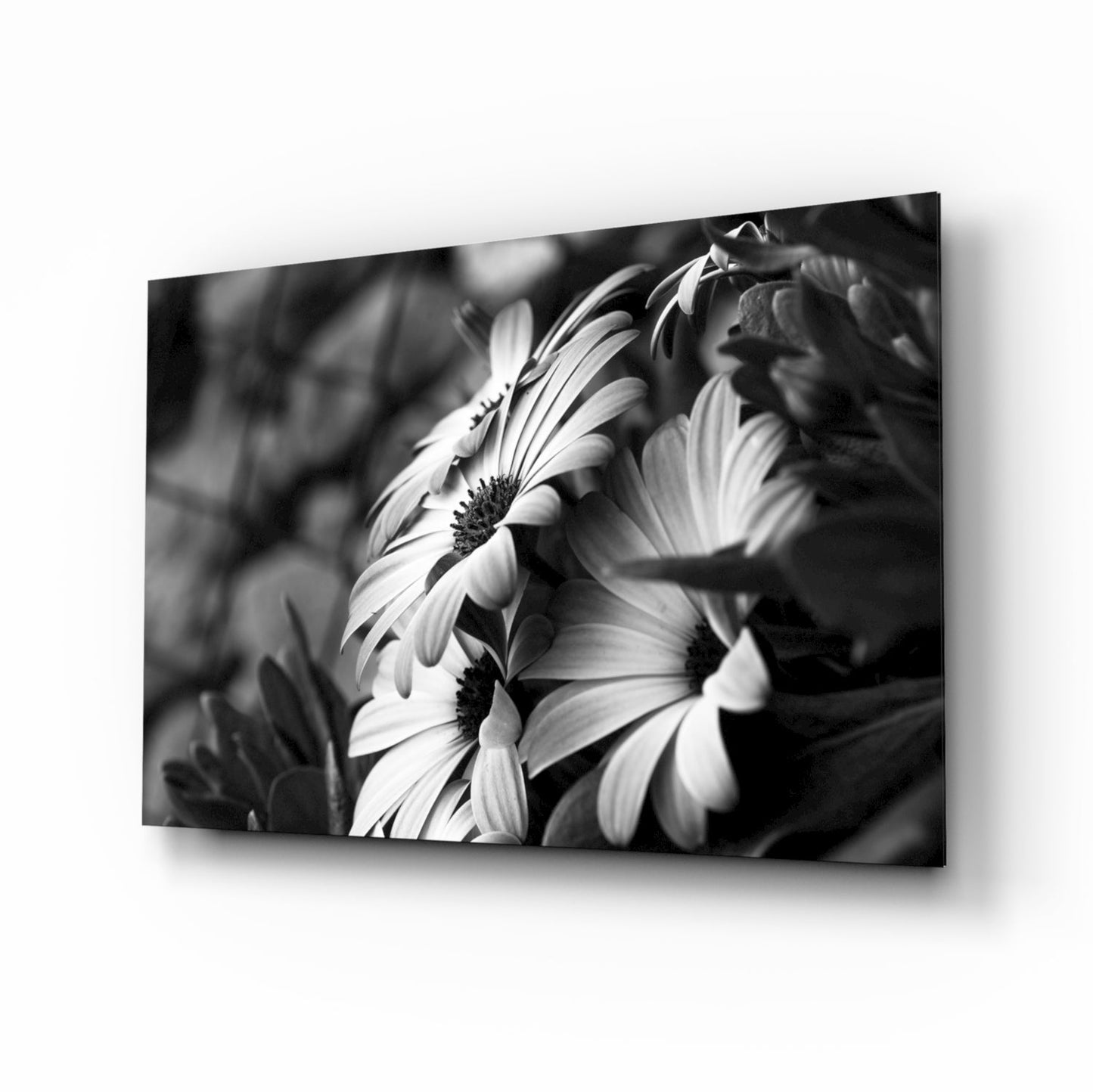 Black and white glass wall art displaying close-up daisies with dark blurred background, mounted at an angle.