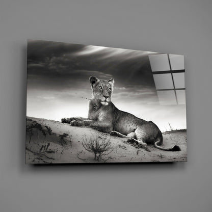 Black And White Lioness On Dune Glass Wall Art