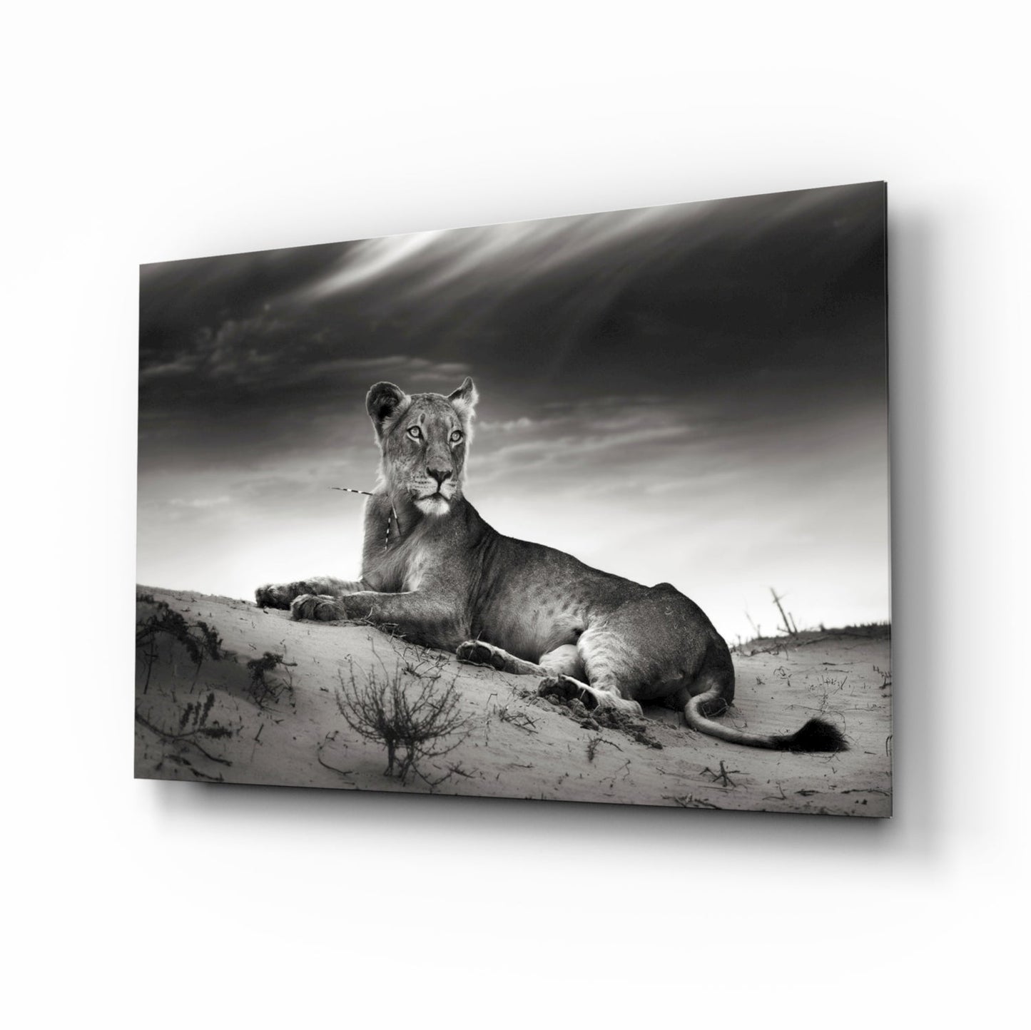 Black And White Lioness On Dune Glass Wall Art