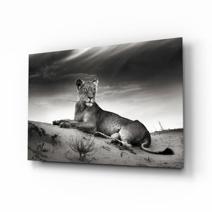 Black And White Lioness On Dune Glass Wall Art