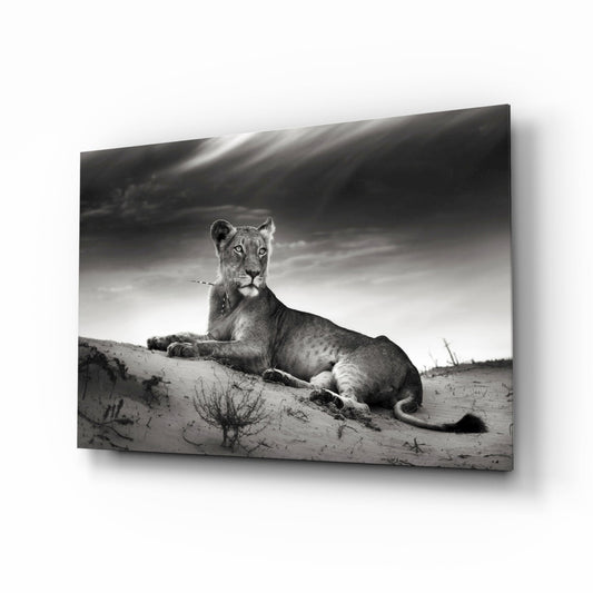 Black and white photograph of a resting lioness on sandy dune displayed as a glass wall art panel mounted at an angle.