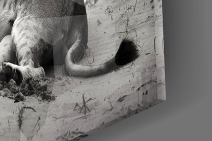 Black And White Lioness On Dune Glass Wall Art