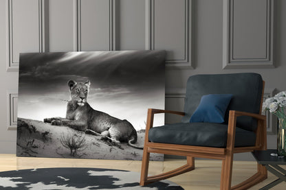 Black And White Lioness On Dune Glass Wall Art